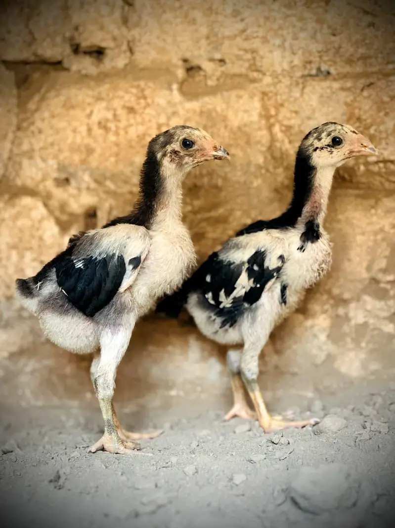 Pure Pakoye chicks Available. — photo 12