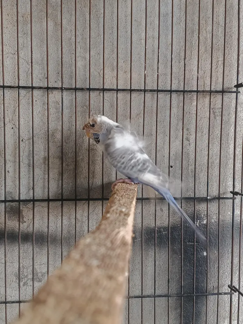 breeder mails — photo 3