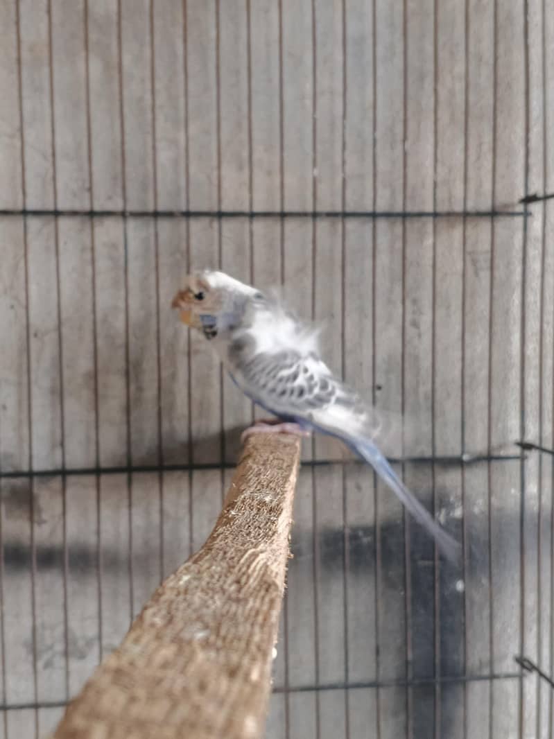 breeder mails 3