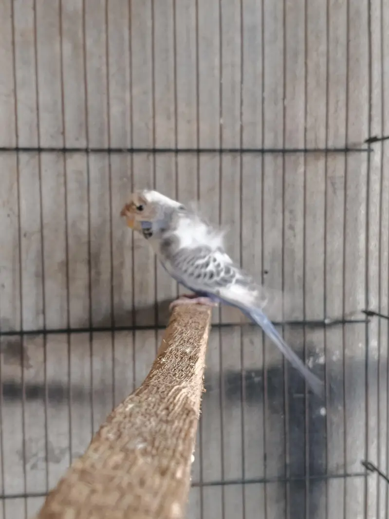 breeder mails — photo 4