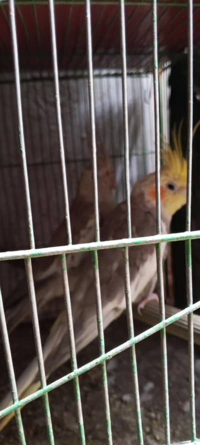 foan cocktail /breeder pair