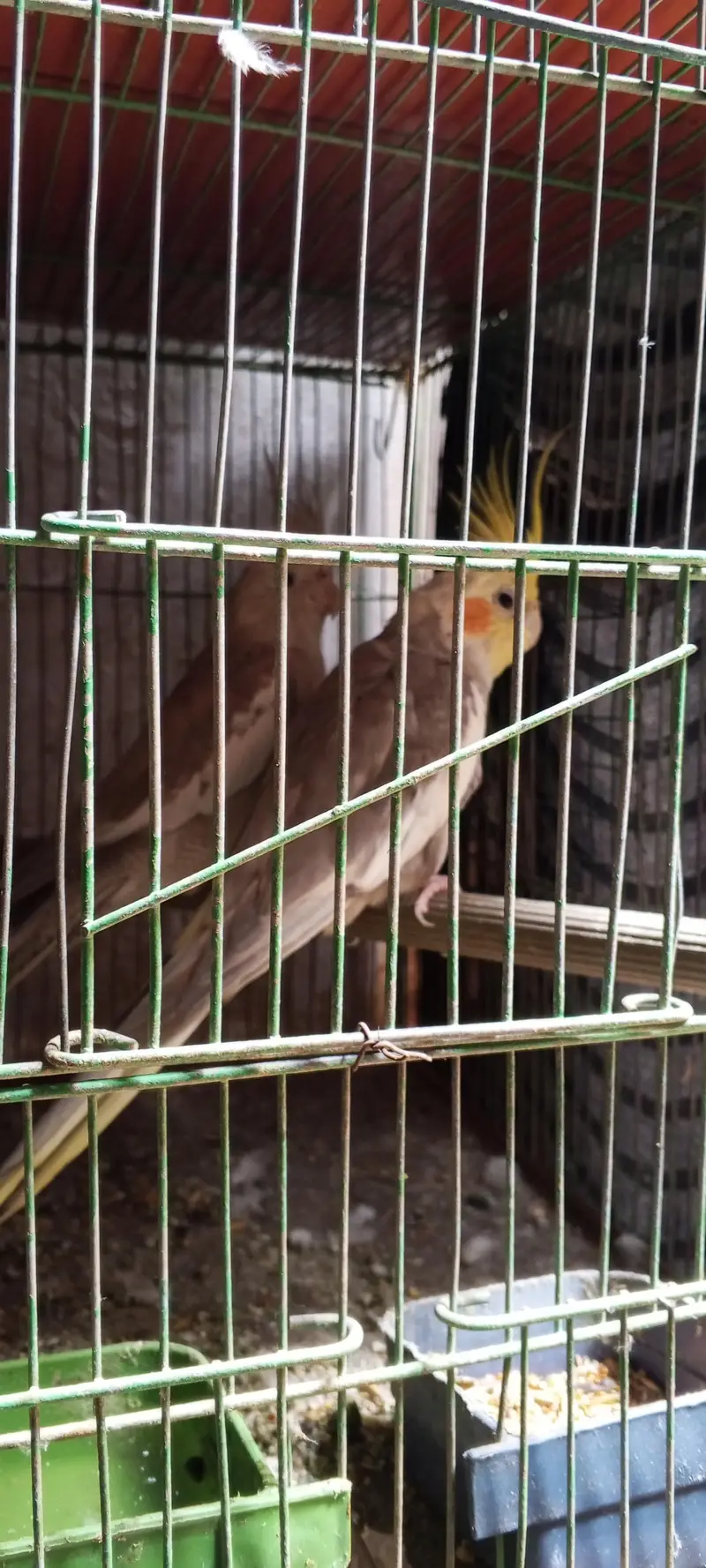 foan cocktail /breeder pair — photo 2