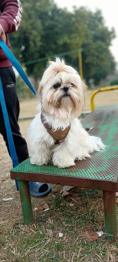Healthy and Active Male Shih Tzu for Mating (Stud Service)