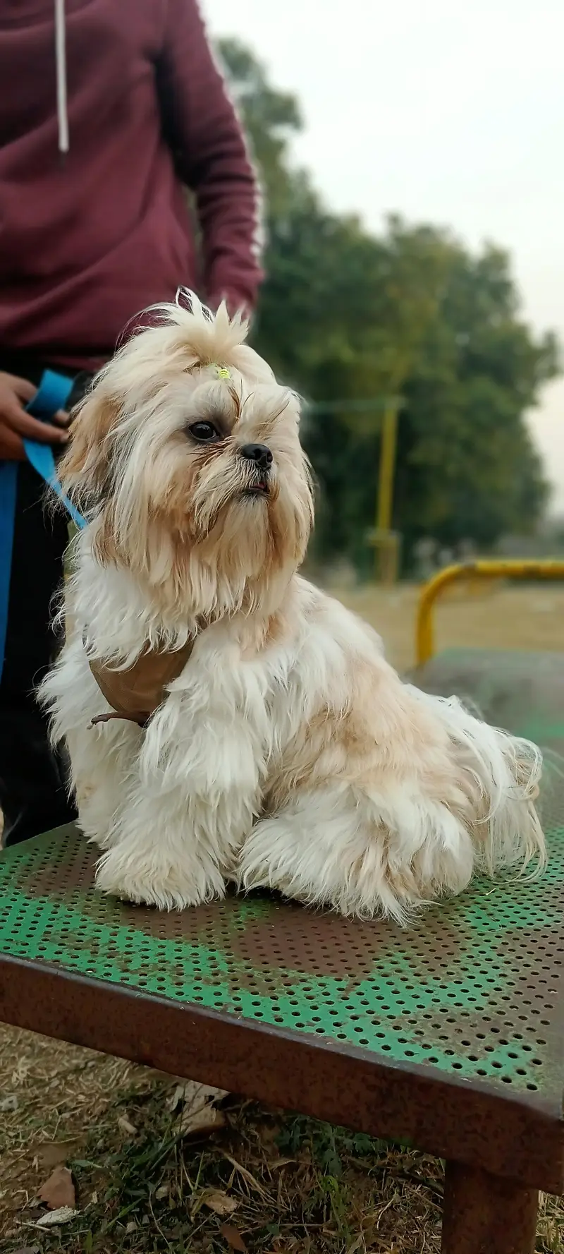 Healthy and Active Male Shih Tzu for Mating (Stud Service) — photo 2