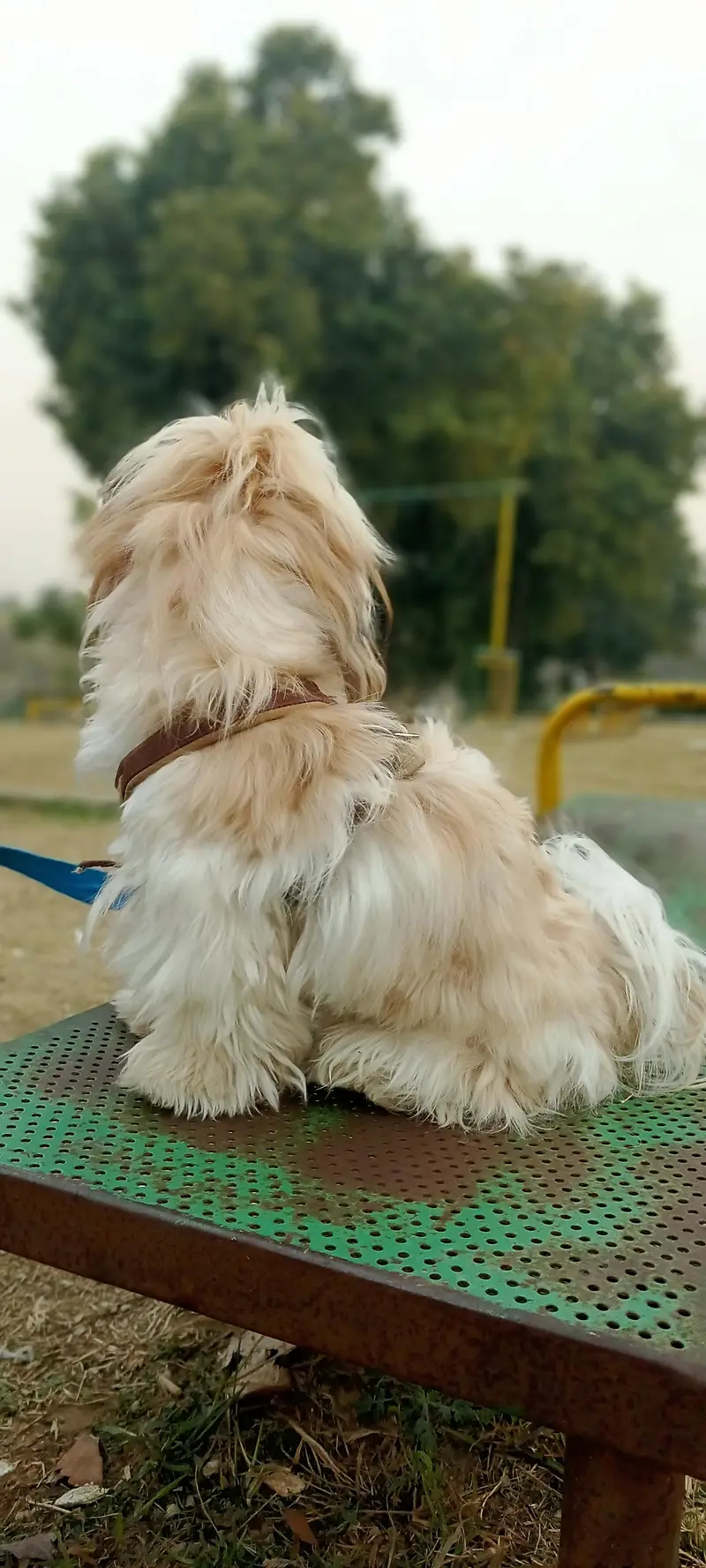 Healthy and Active Male Shih Tzu for Mating (Stud Service) — photo 3
