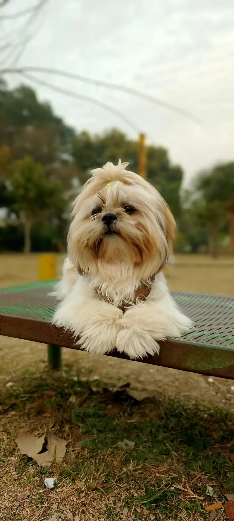 Healthy and Active Male Shih Tzu for Mating (Stud Service) — photo 4