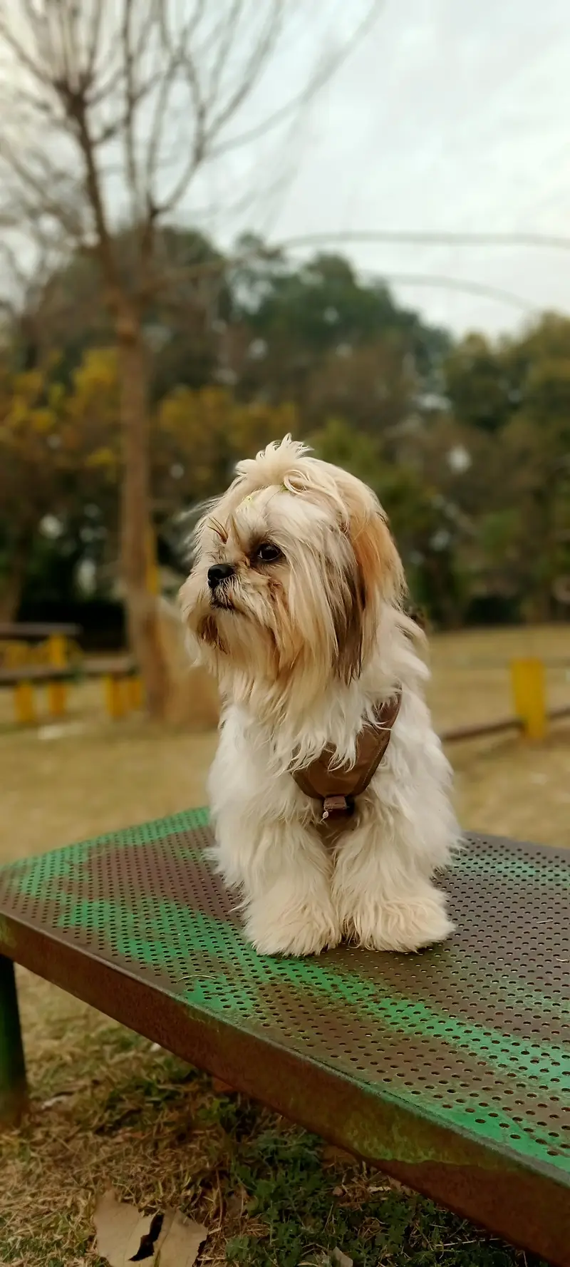 Healthy and Active Male Shih Tzu for Mating (Stud Service) — photo 5