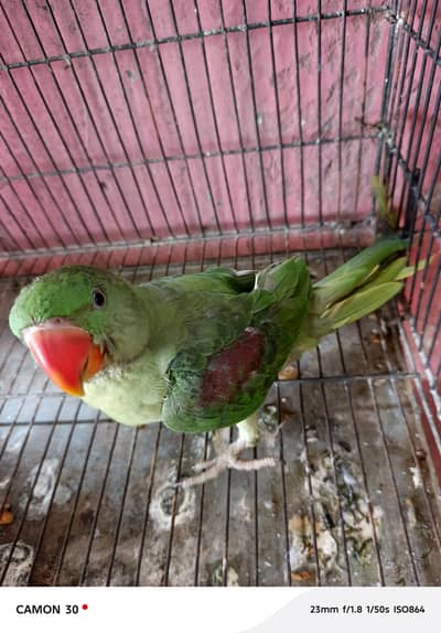 Green raw baby male good active baby male