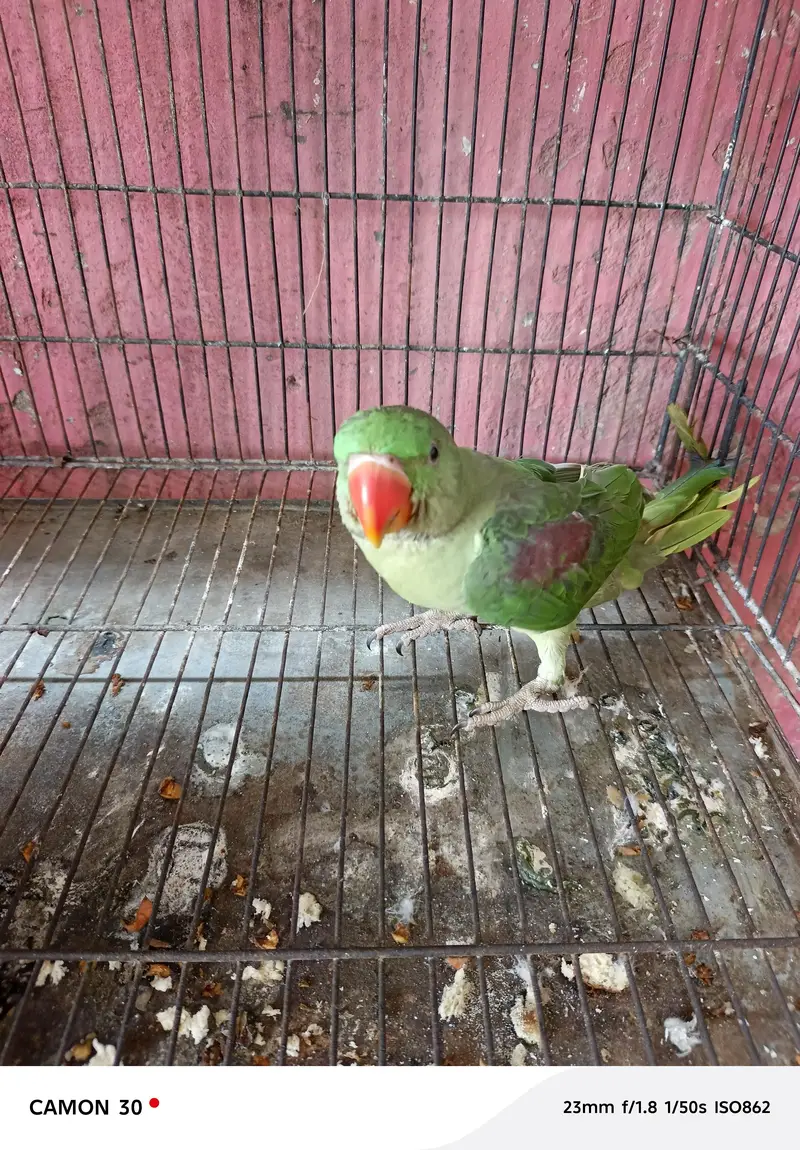 Green raw baby male good active baby male — photo 2