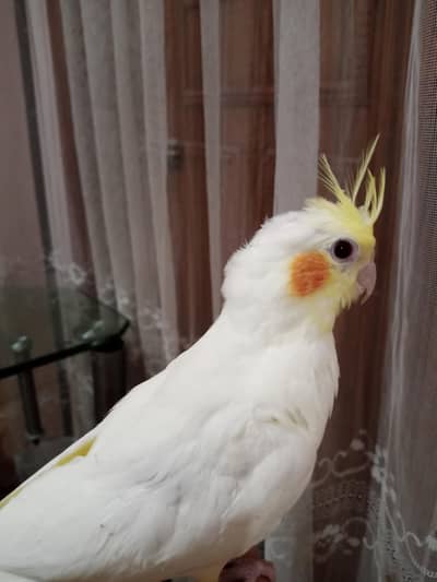 Hand tamed  Common white Cocktaile chick  for sale