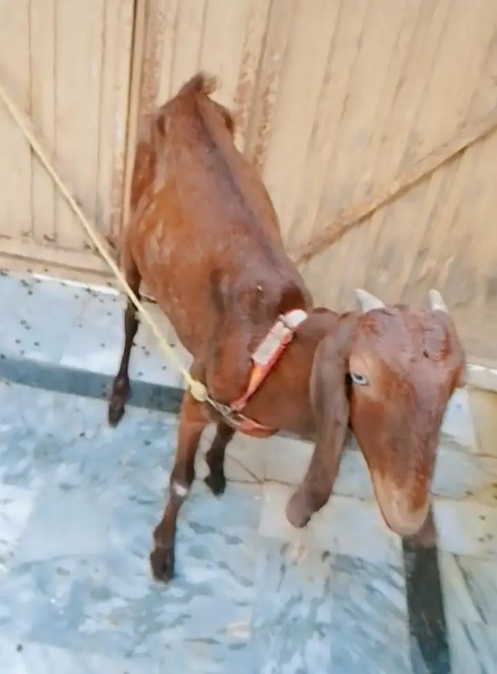nagra female for sale