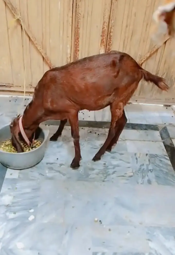 nagra female for sale — photo 2