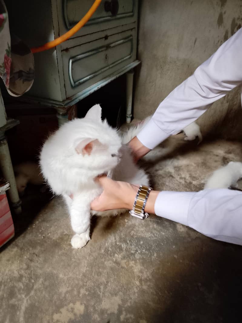catas 0