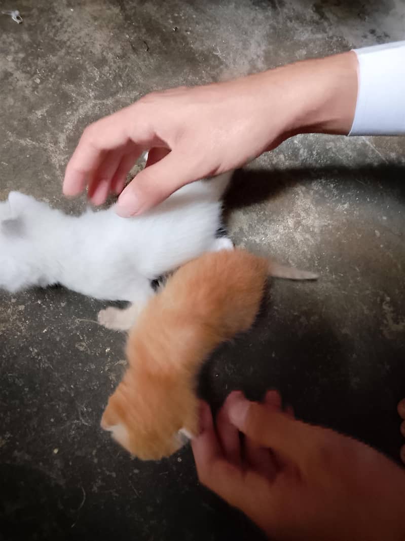 catas 3