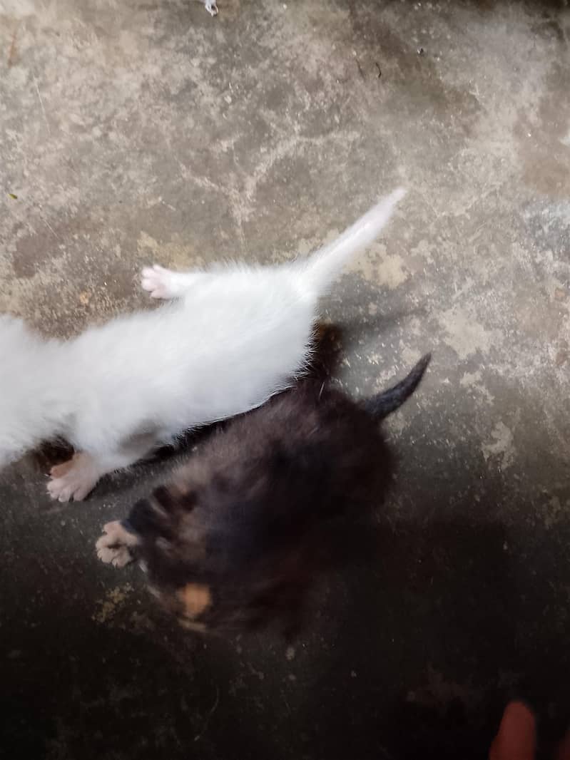 catas 4