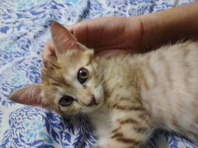 kitten for adoption