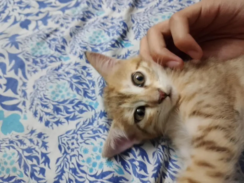 kitten for adoption — photo 2