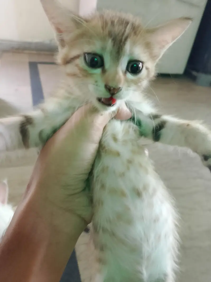 kitten for adoption — photo 3
