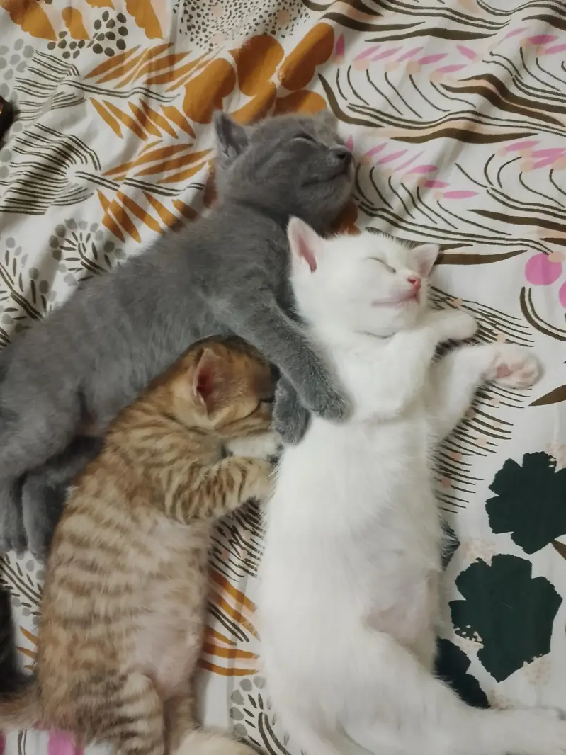 kitten for adoption — photo 4