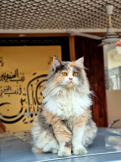 Persian cat