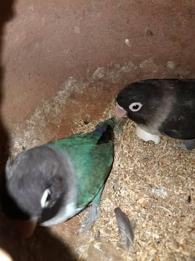 birds