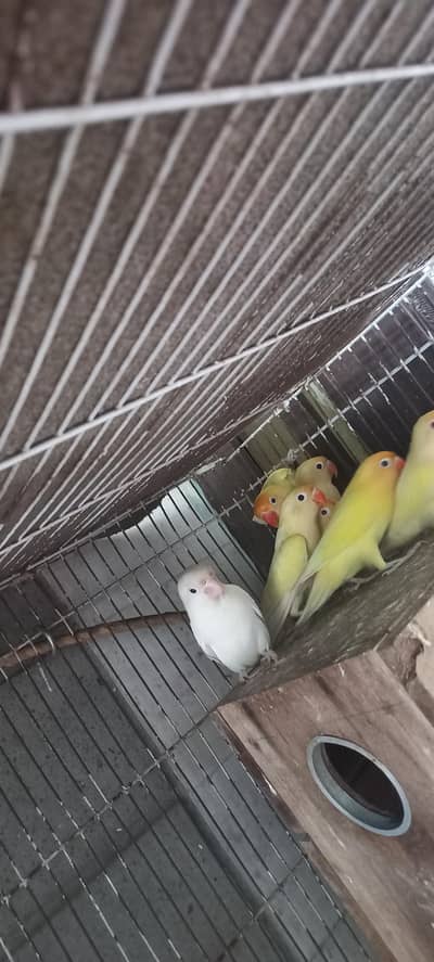 Only 4 Birds from This Are on Sale Love Birds Yellow colour 450/ Piece