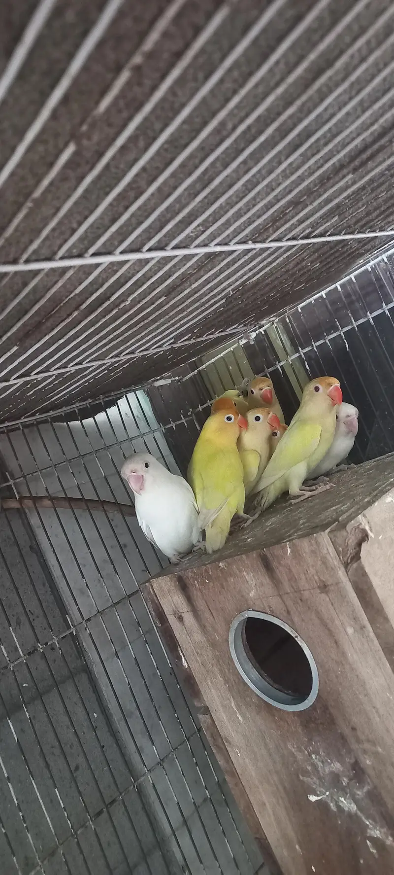Only 4 Birds from This Are on Sale Love Birds Yellow colour 450/ Piece — photo 2