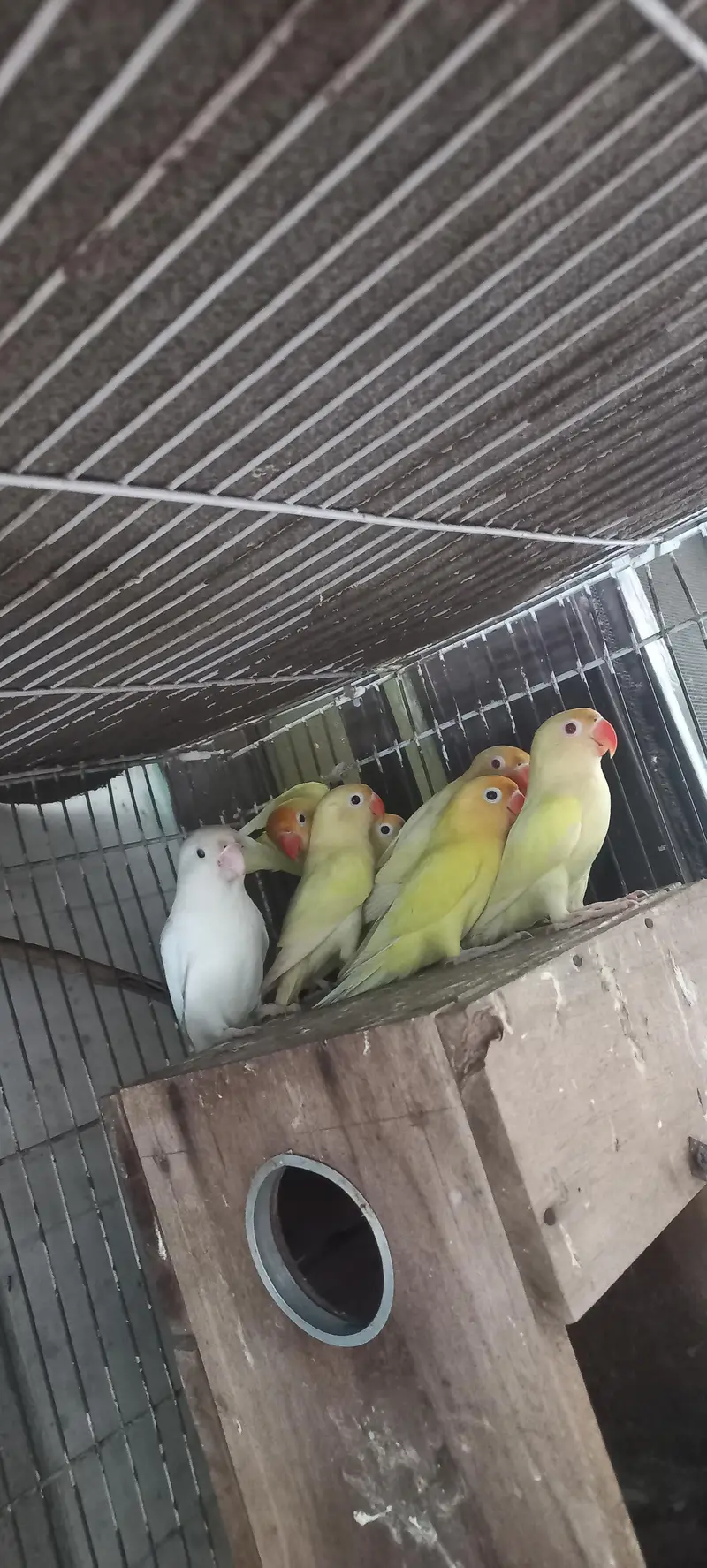 Only 4 Birds from This Are on Sale Love Birds Yellow colour 450/ Piece — photo 3