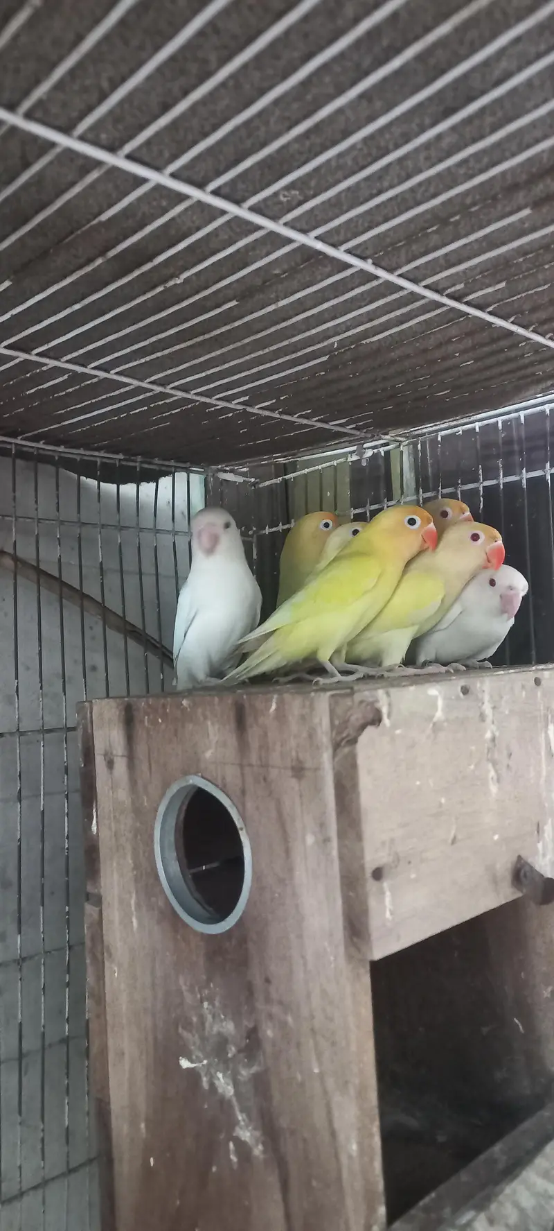 Only 4 Birds from This Are on Sale Love Birds Yellow colour 450/ Piece — photo 4
