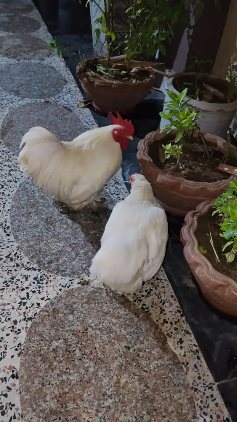 eggs available white bantam pair — photo 2