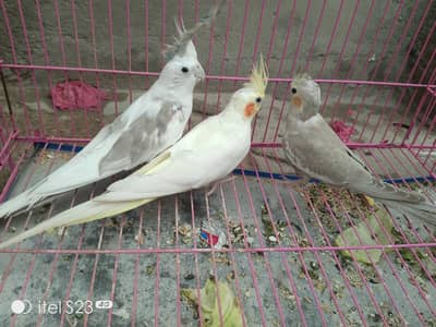 cocktail pair available for sale with a chick
