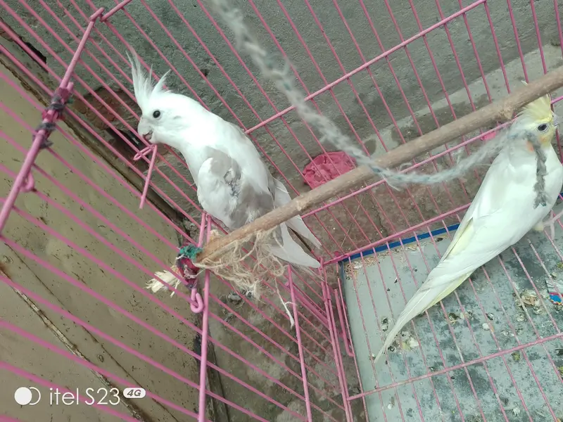 cocktail pair available for sale with a chick — photo 2