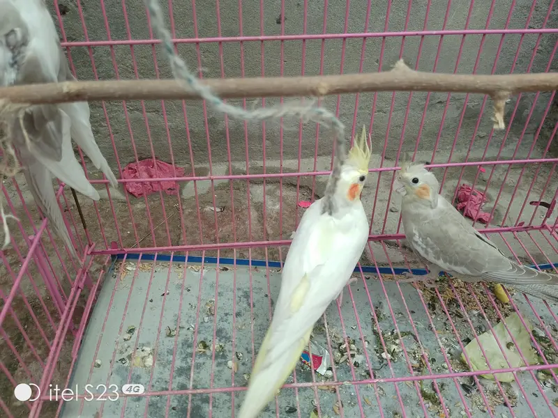 cocktail pair available for sale with a chick — photo 3
