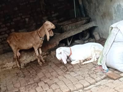 Betal Bakri our Rajaun puri 2 sale Karni Tayar hai 15 din lyti delvery