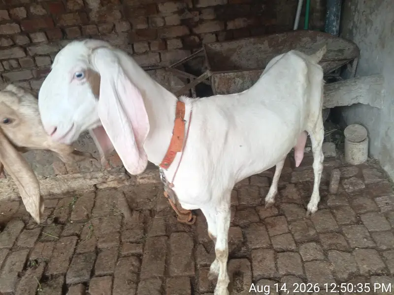 Betal Bakri our Rajaun puri 2 sale Karni Tayar hai 15 din lyti delvery — photo 2