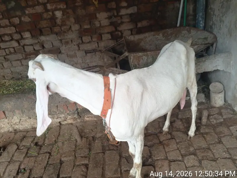 Betal Bakri our Rajaun puri 2 sale Karni Tayar hai 15 din lyti delvery — photo 3