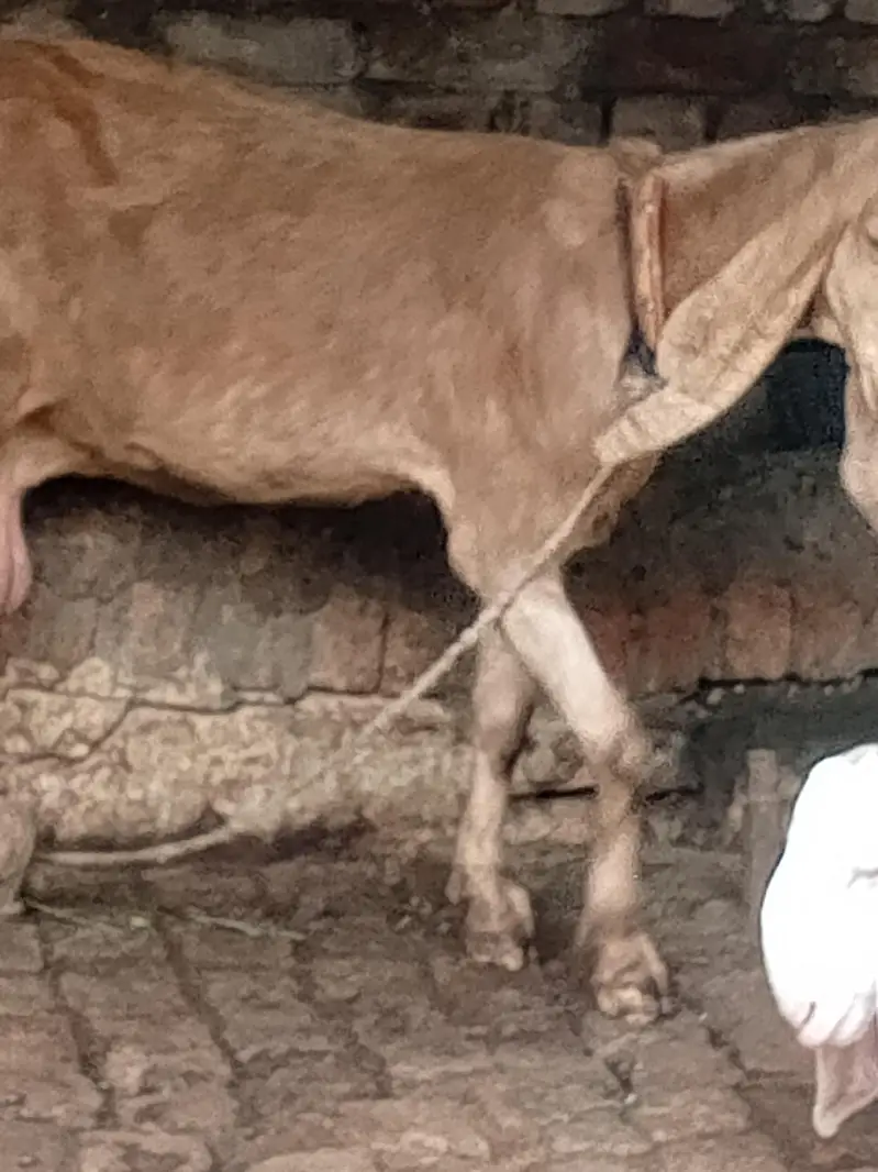 Betal Bakri our Rajaun puri 2 sale Karni Tayar hai 15 din lyti delvery — photo 4