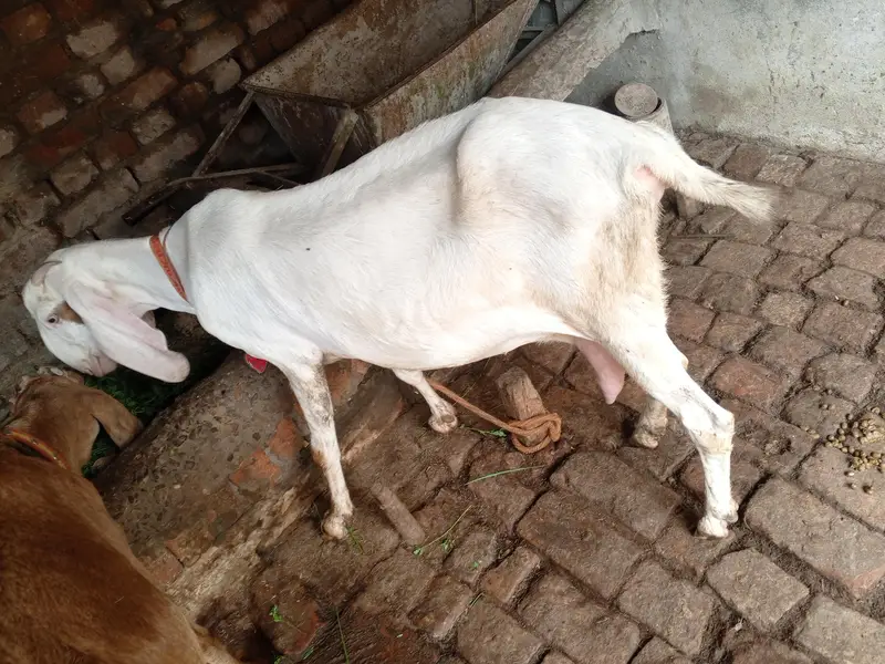 Betal Bakri our Rajaun puri 2 sale Karni Tayar hai 15 din lyti delvery — photo 5