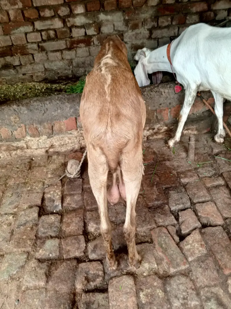 Betal Bakri our Rajaun puri 2 sale Karni Tayar hai 15 din lyti delvery — photo 6