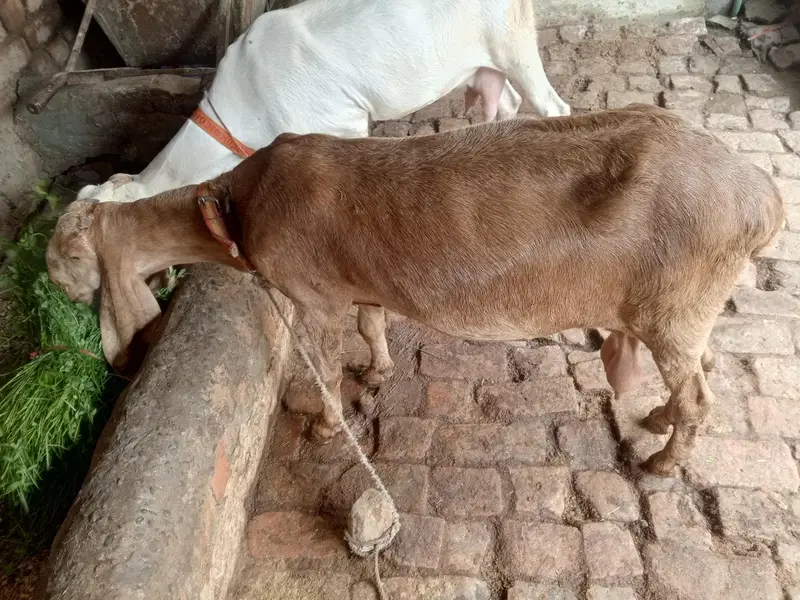 Betal Bakri our Rajaun puri 2 sale Karni Tayar hai 15 din lyti delvery — photo 7