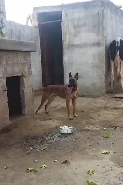 Pedigree Belgian Malinois male