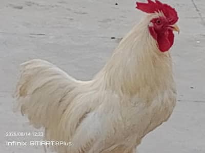 Whait Bantam (0 size)