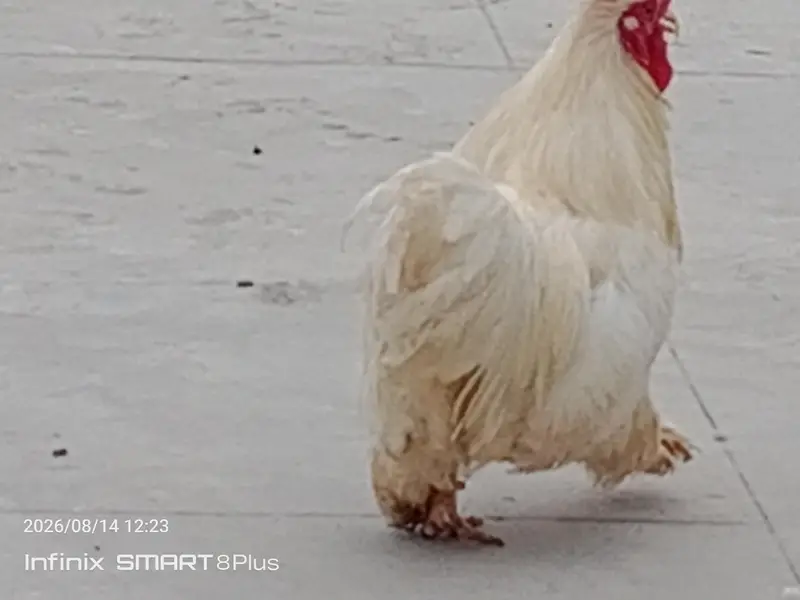 Whait Bantam (0 size) — photo 2