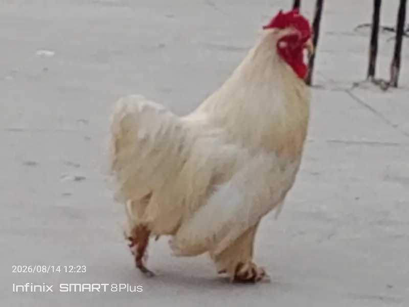 Whait Bantam (0 size) — photo 3