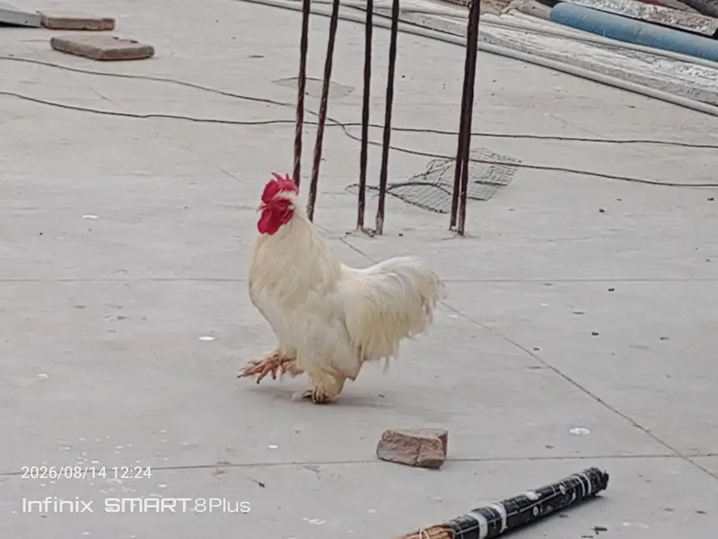Whait Bantam (0 size) — photo 4