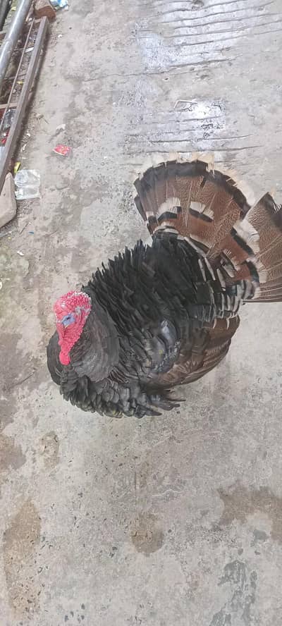 Turkey Bird breeder male for sale