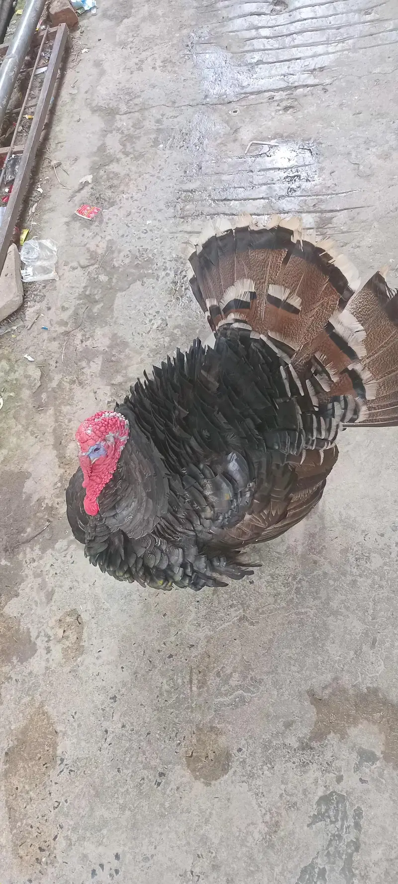 Turkey Bird breeder male for sale