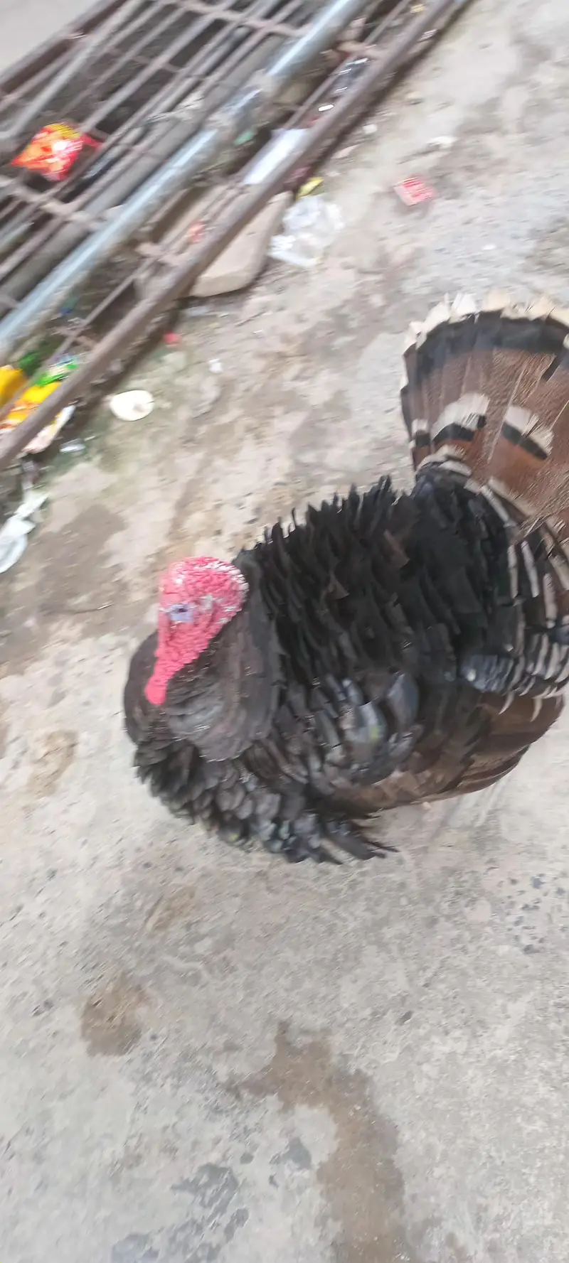 Turkey Bird breeder male for sale — photo 2