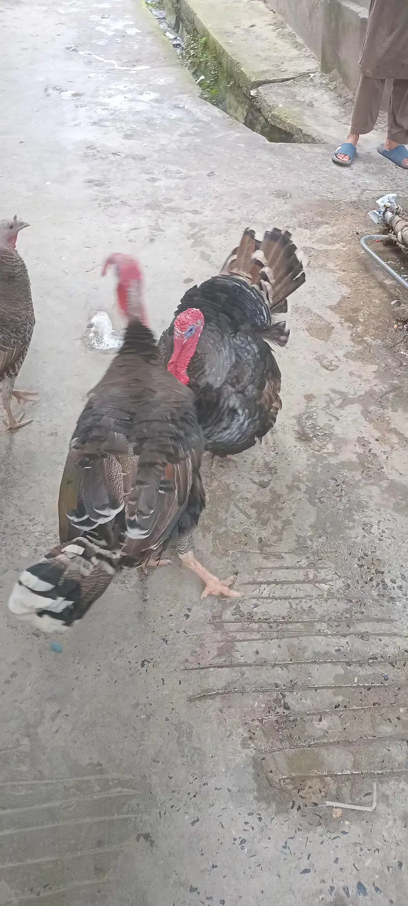 Turkey Bird breeder male for sale — photo 4