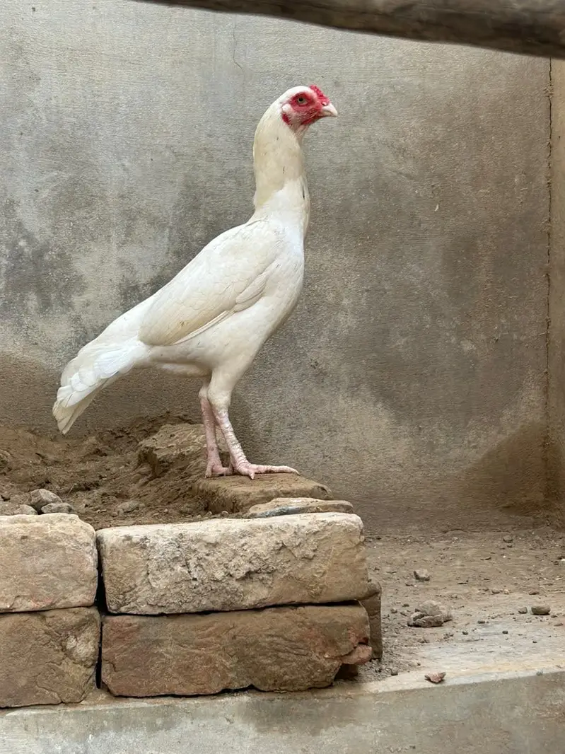 Aseel Heera — photo 2